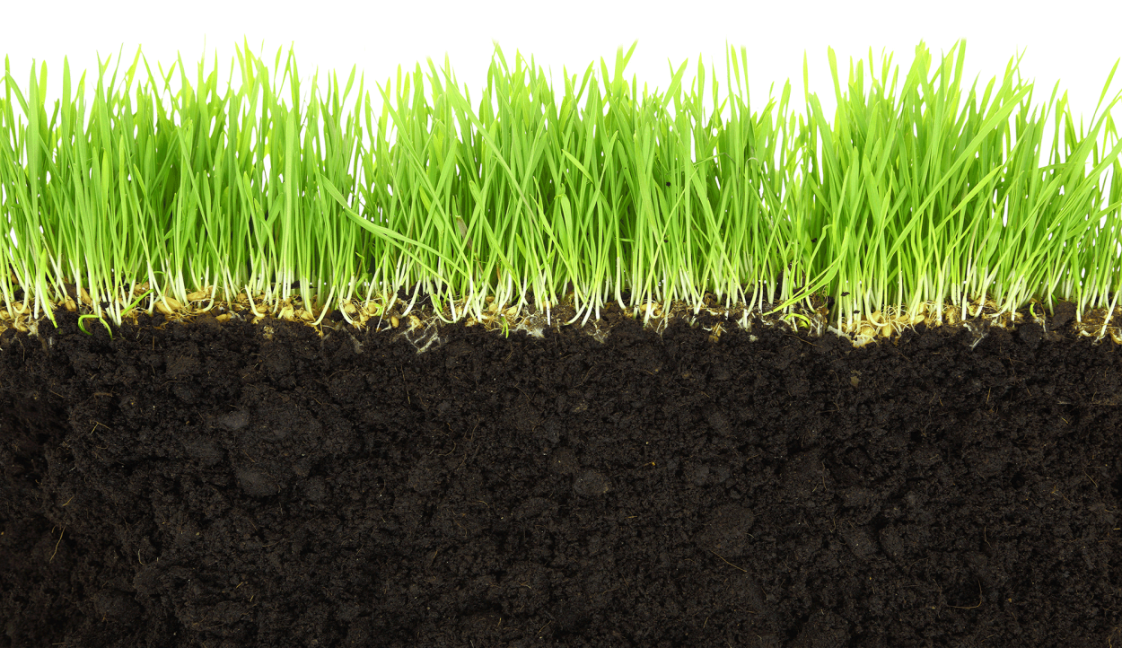 Трава под землей фото