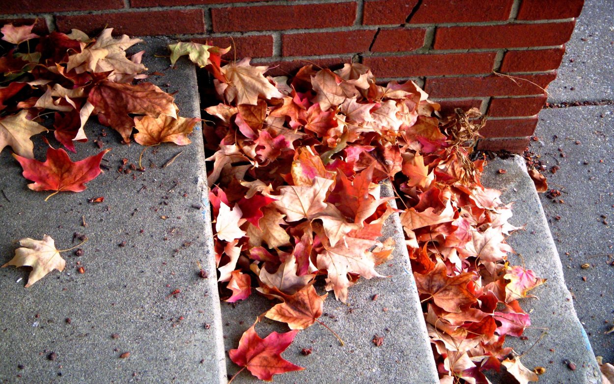 Осень опавшие листья