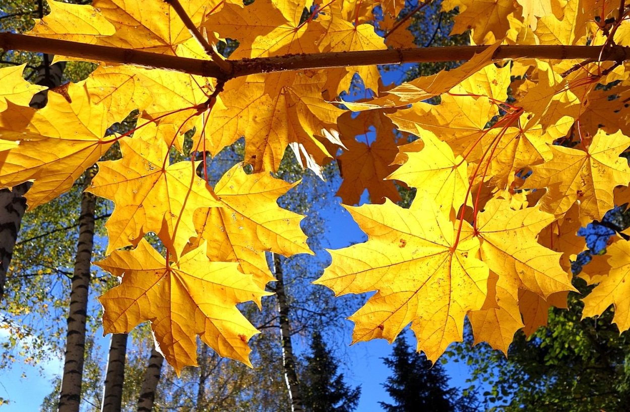 Старый клен