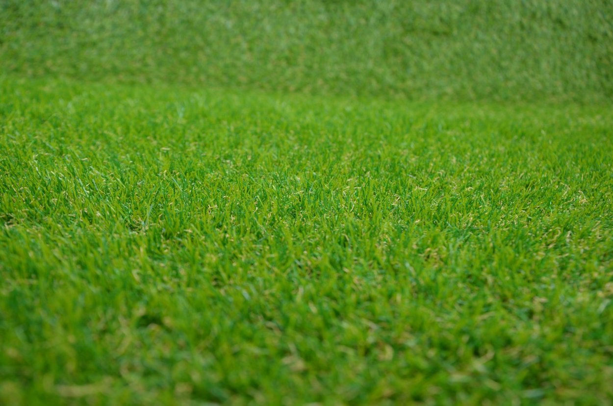 Трава издалека