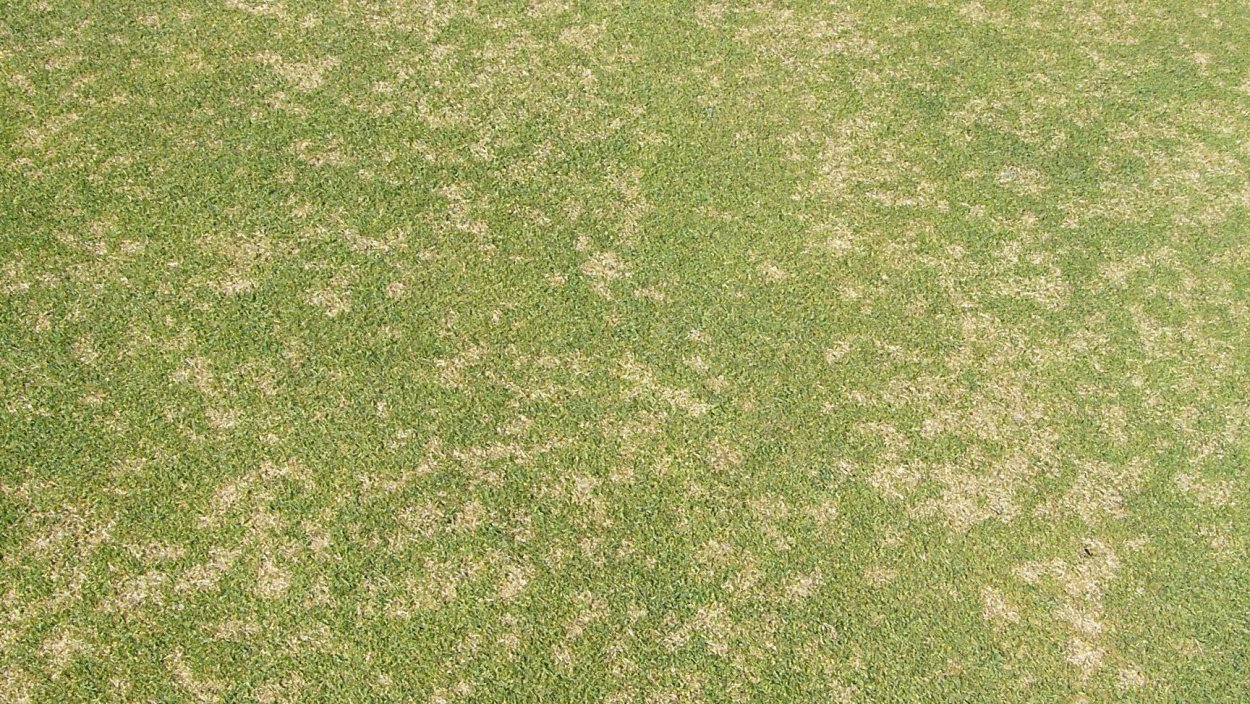 Плохой газон