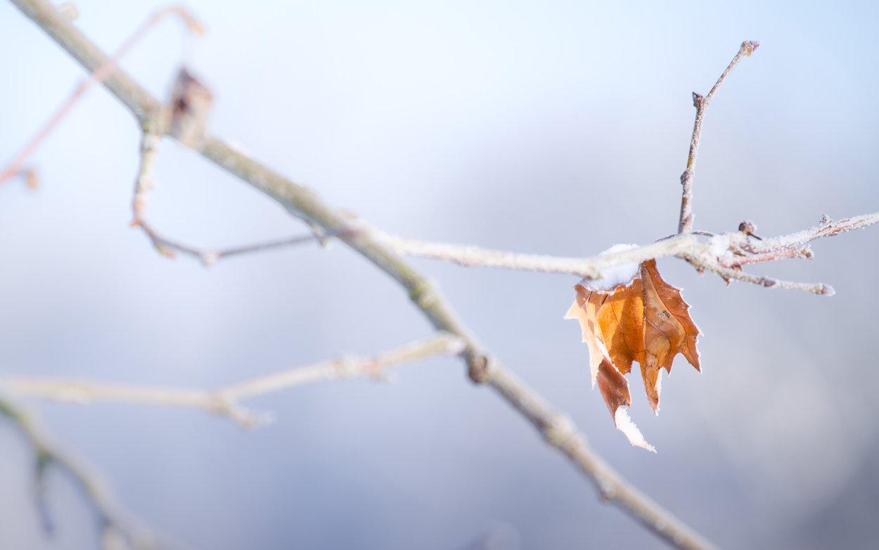 Поздняя осень листья