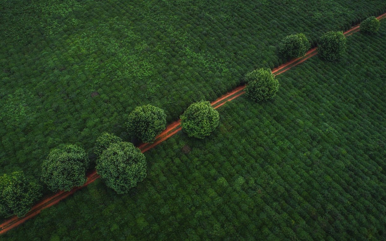Поле с деревьями вид сверху