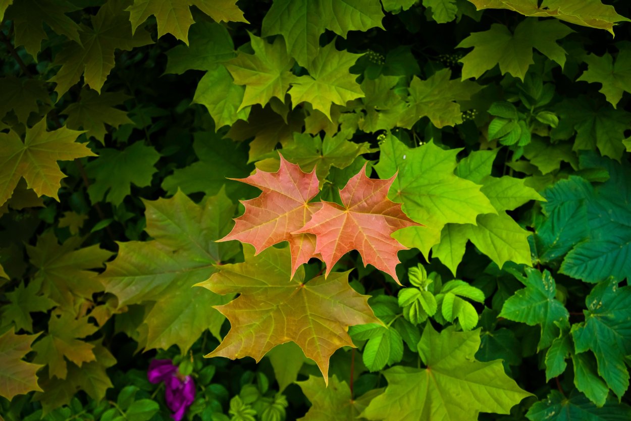 Клен зеленый дерево