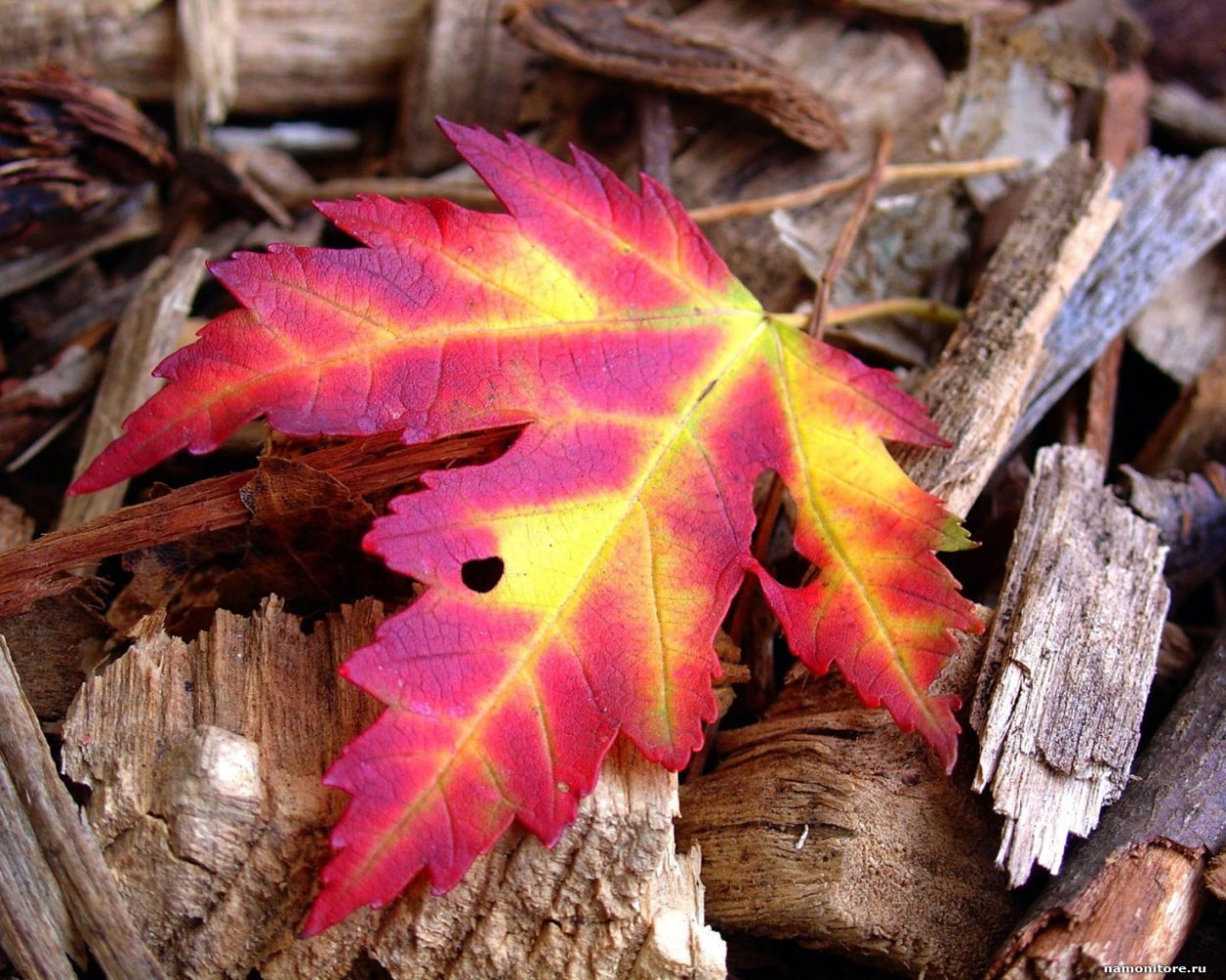 Октябрь листья