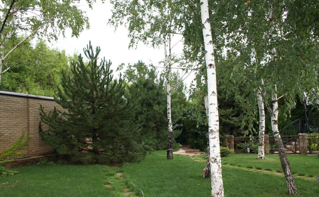 Березы на участке