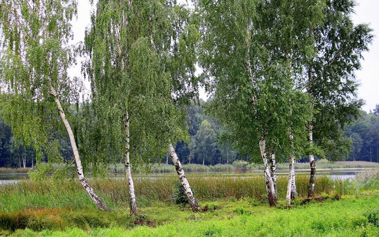 Березовая роща береза повислая