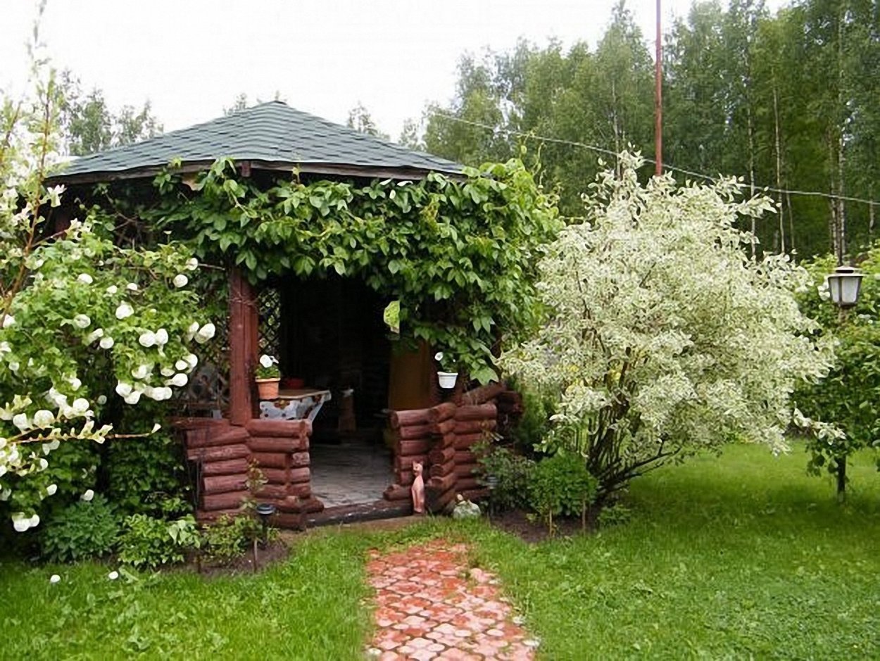 Девичий виноград около беседки