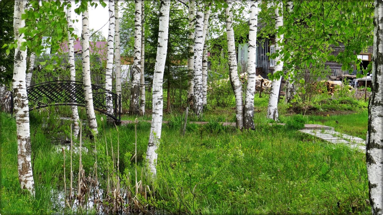 Русская деревня березы