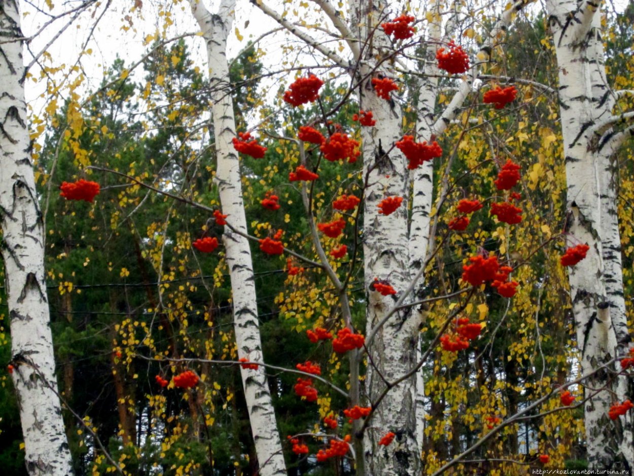 Береза рябина Калина