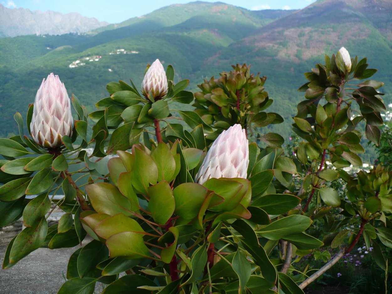 Протея артишоковая Южная Америка