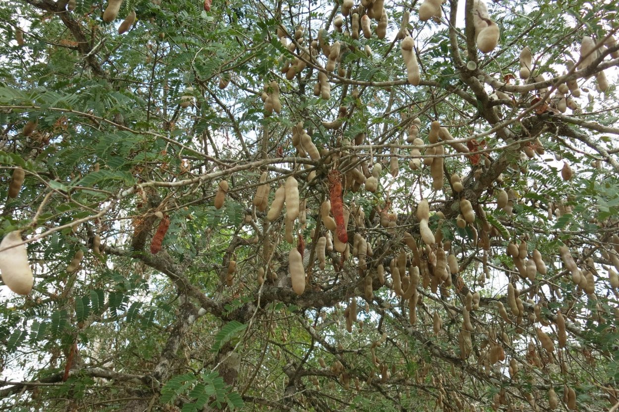 Тамариндовое дерево