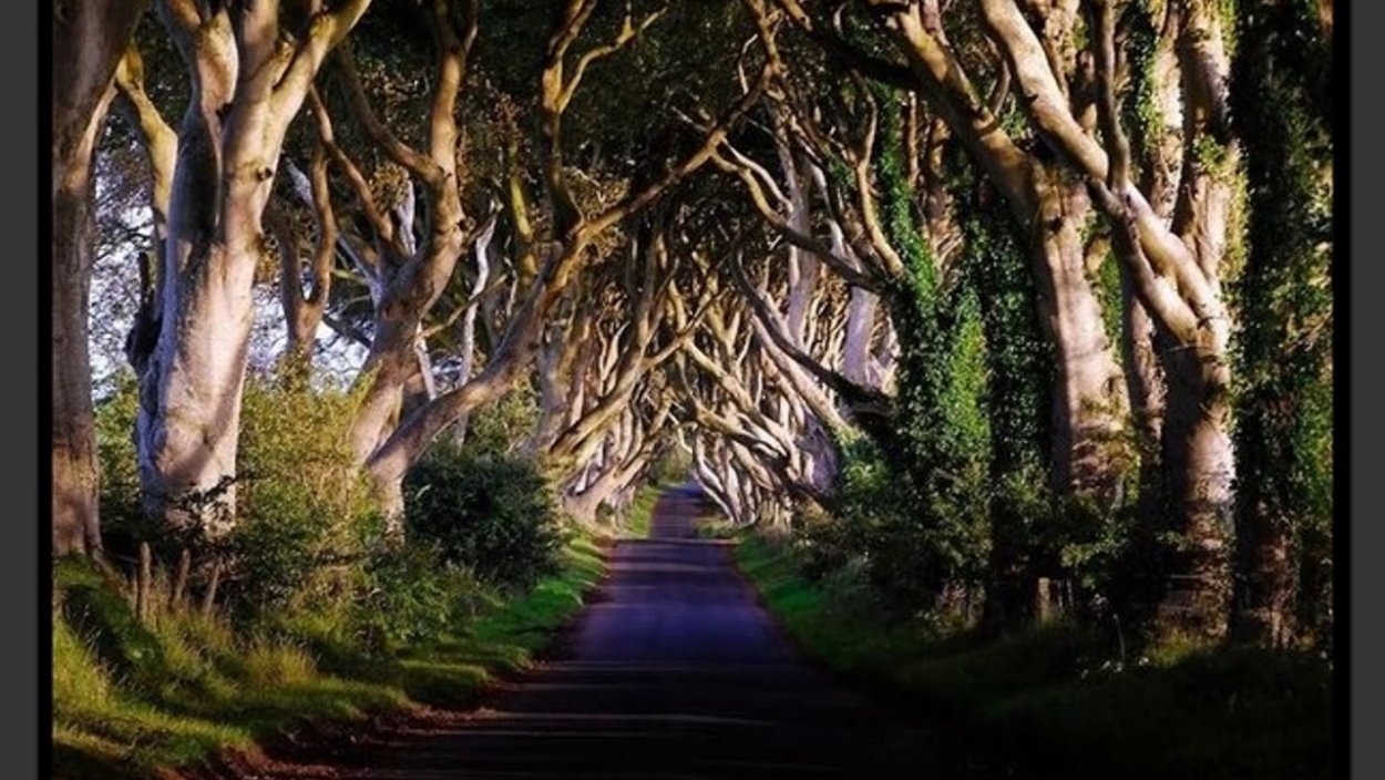 Буковая аллея Ирландия