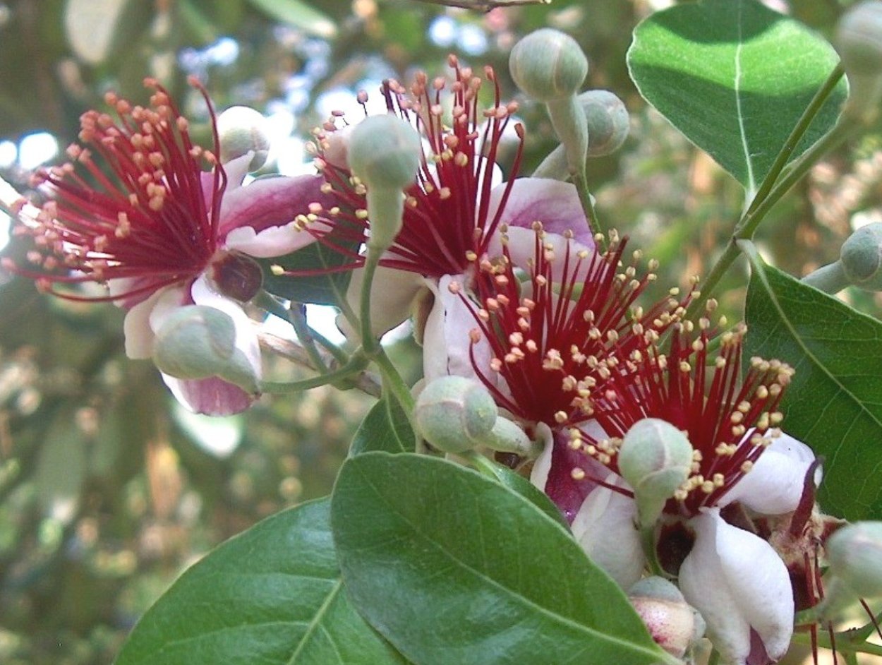 Фейхоа дерево цветет