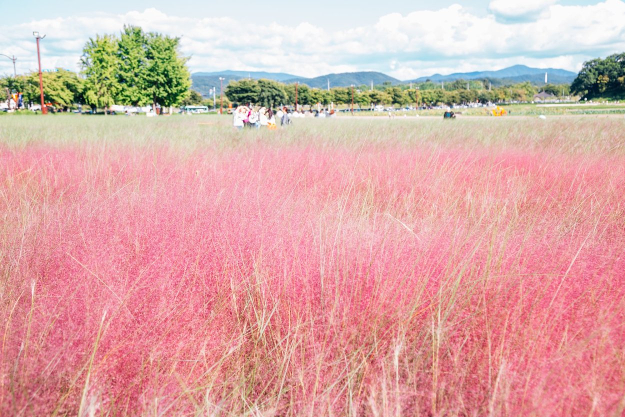 Мюленбергия волосовидная в Корее