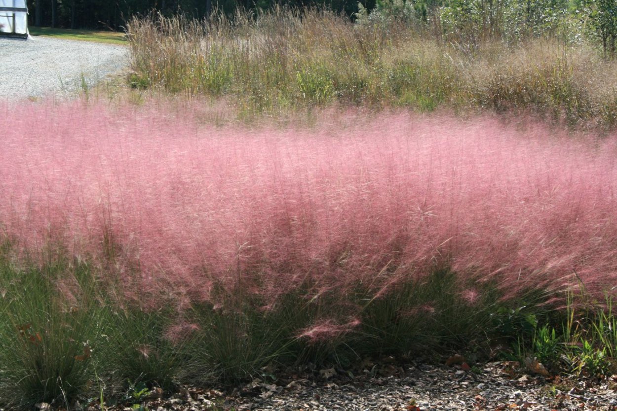 Pink Muhly grass Korea