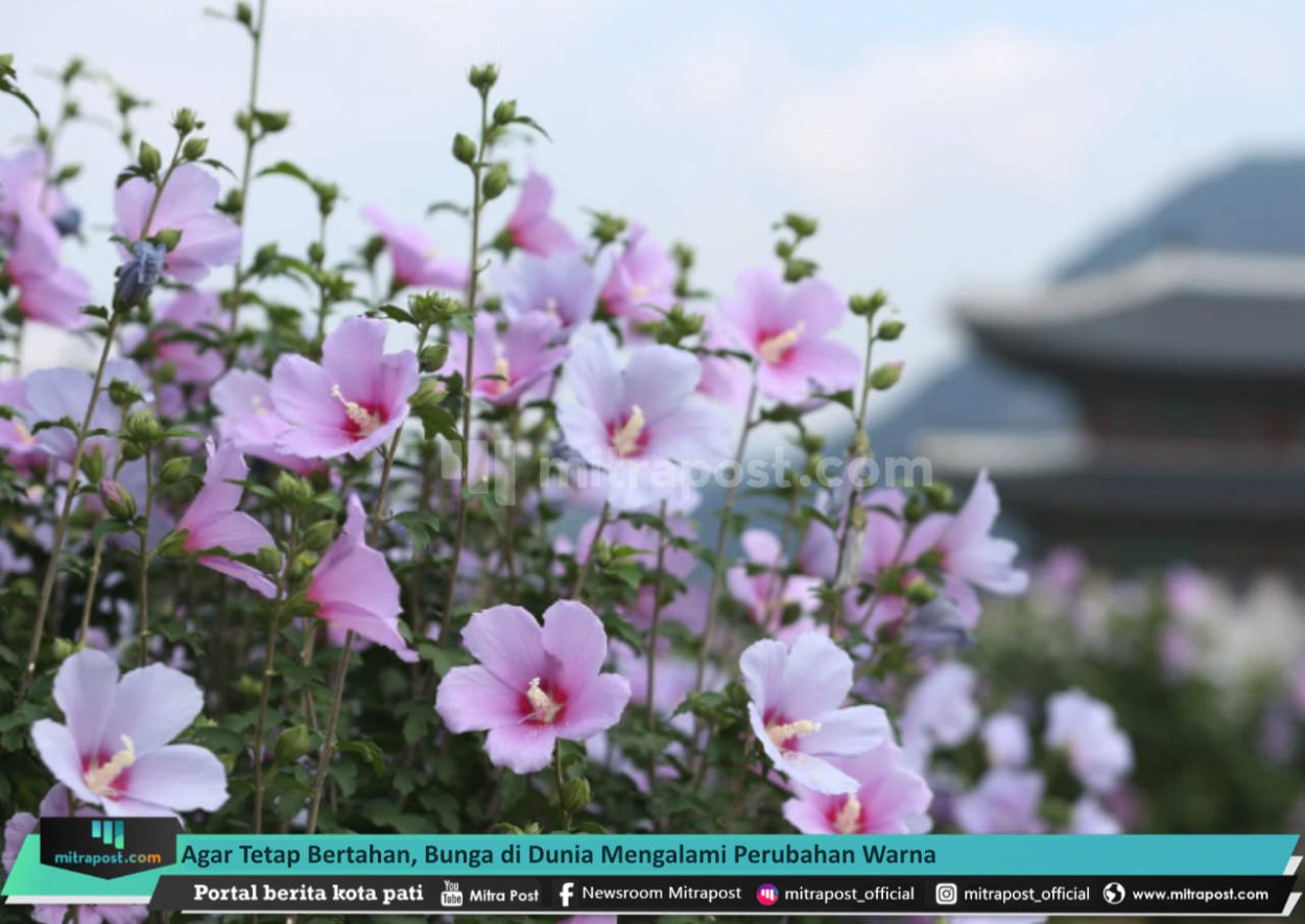 Корейская трава обои