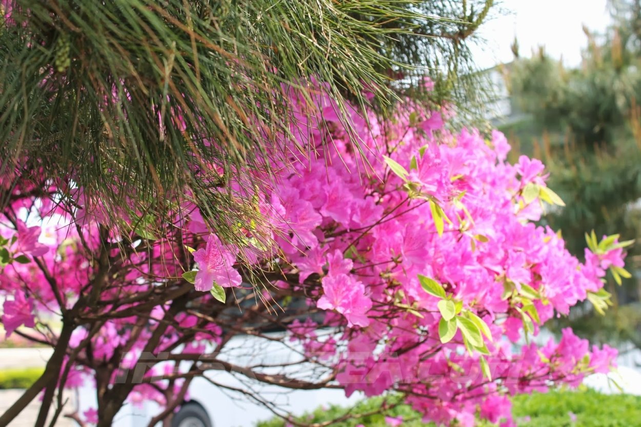 Розовая шапка для твиттера