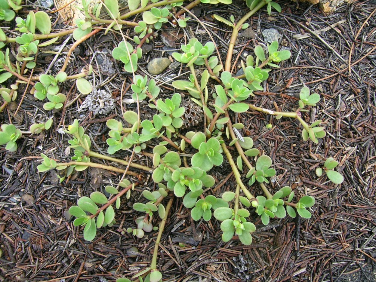 Огородно-пряные травы