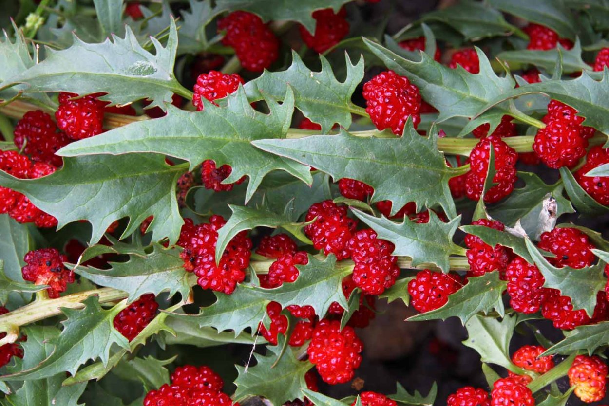 Костяника Лесная