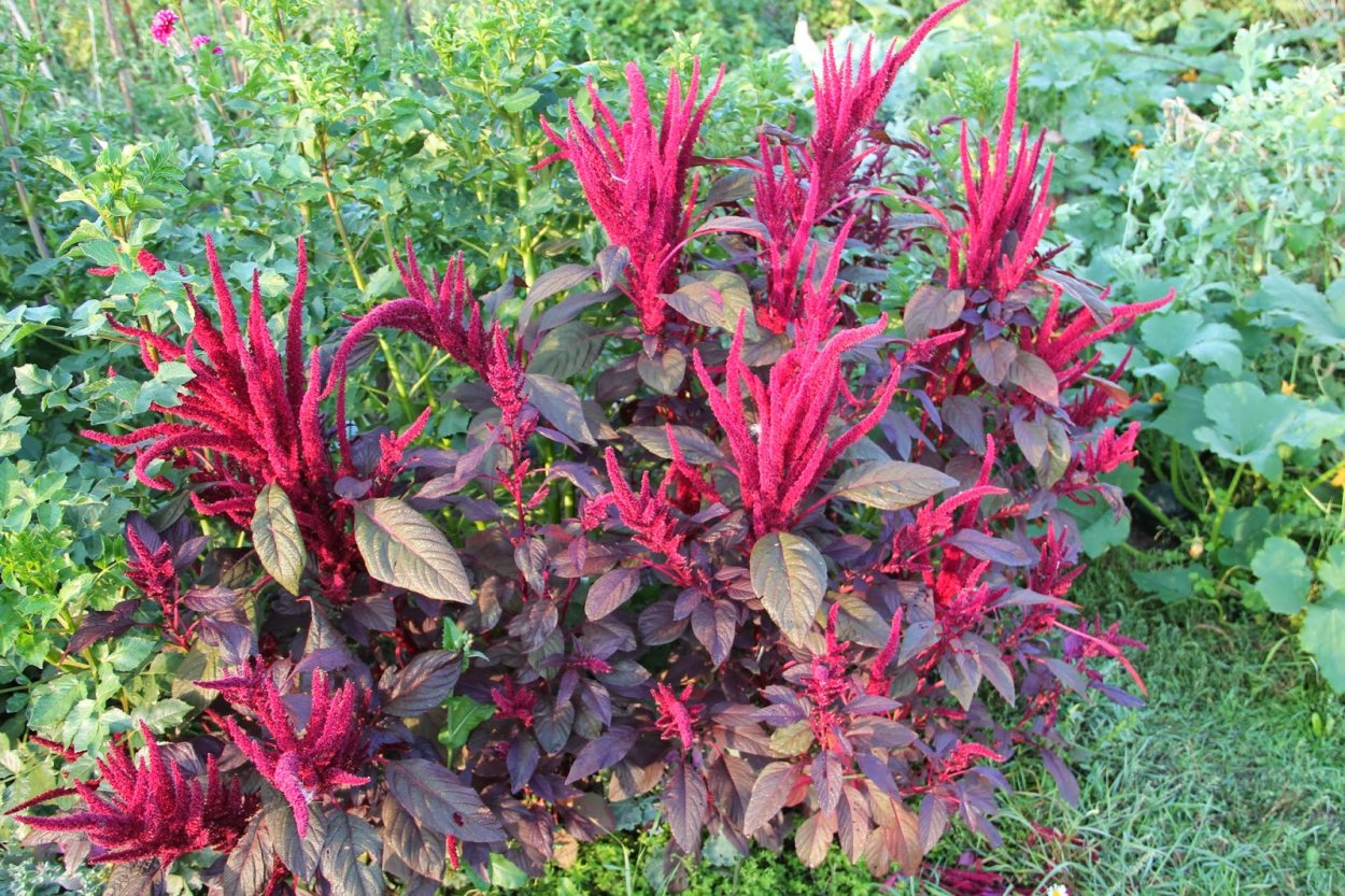 Лесные растения Северного Урала