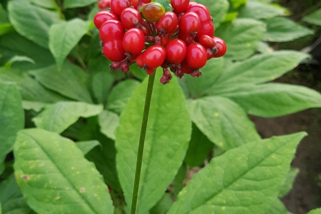 Виды салатов листовых