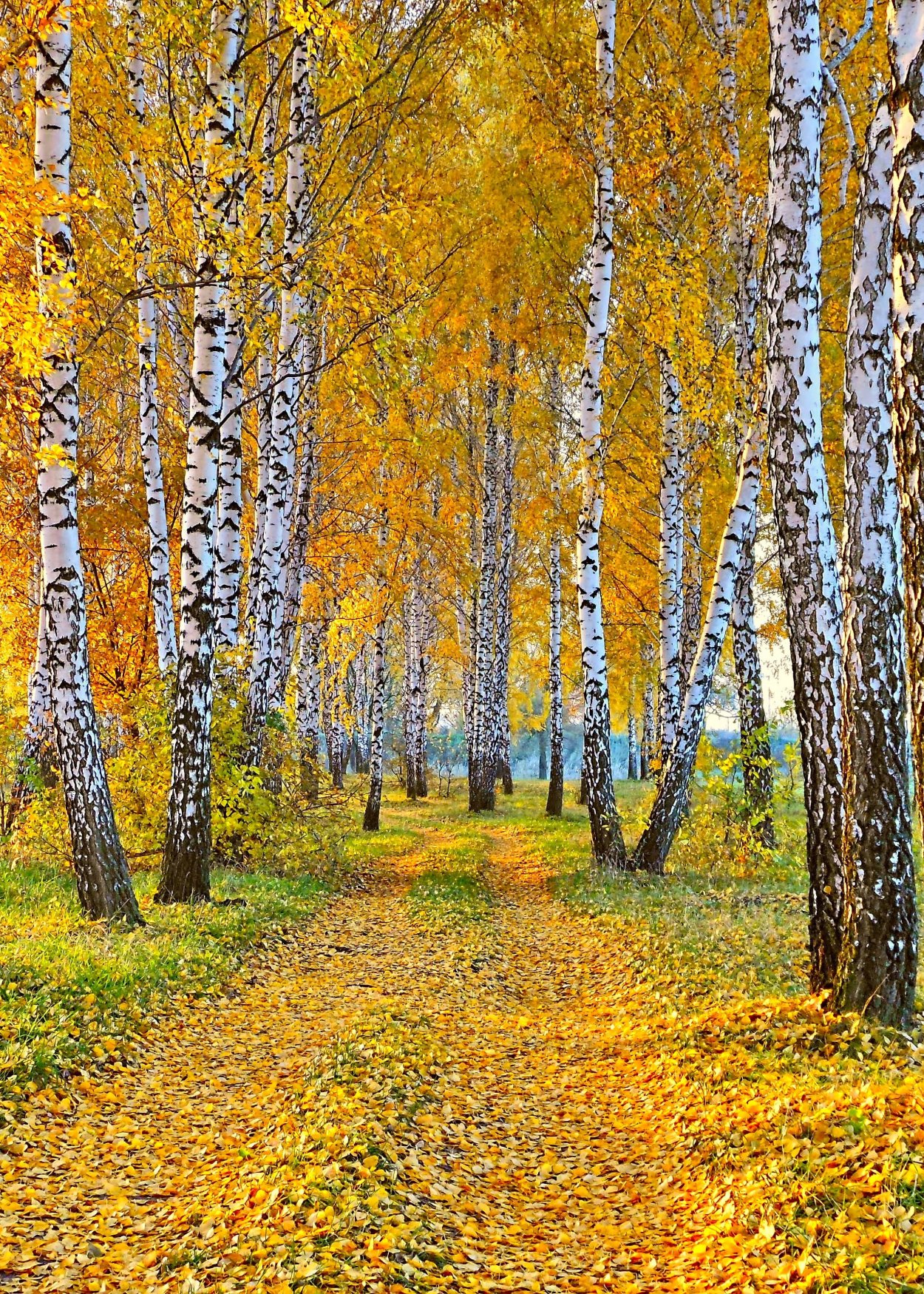 Береза осенью