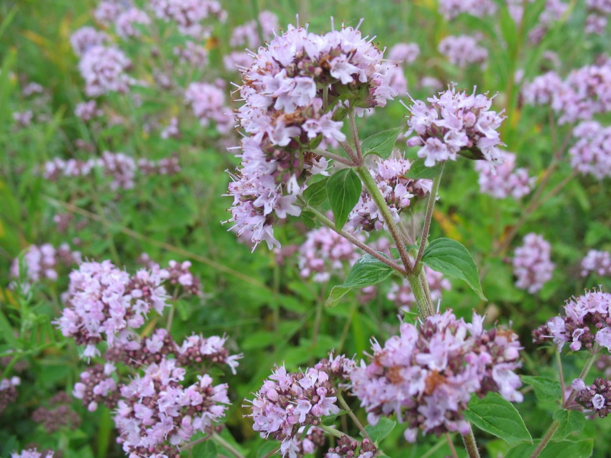 Душица обыкновенная в Башкирии