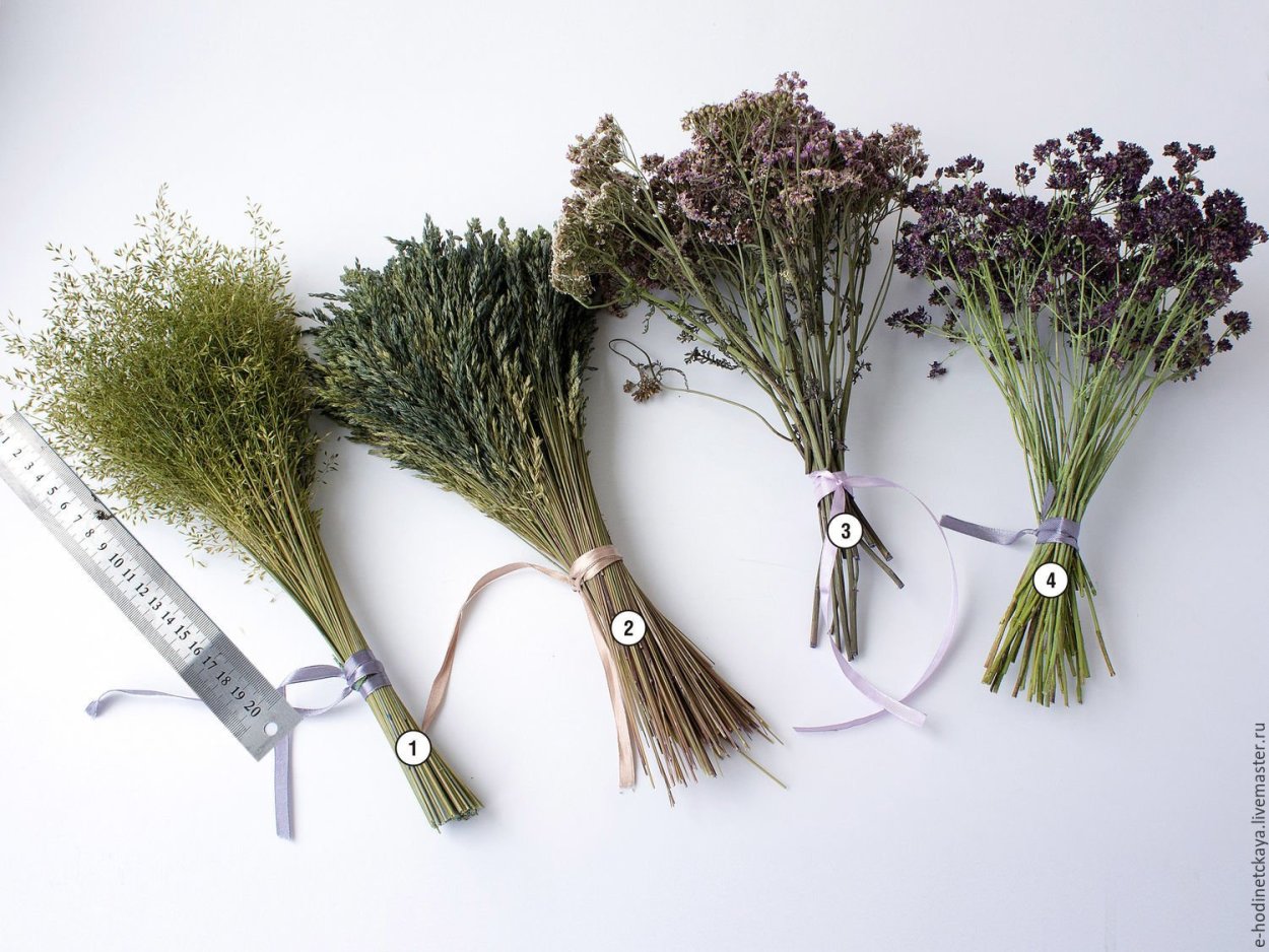 Тысячелистник сухоцвет