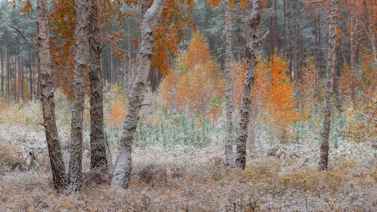 Лес поздней осенью.живопись
