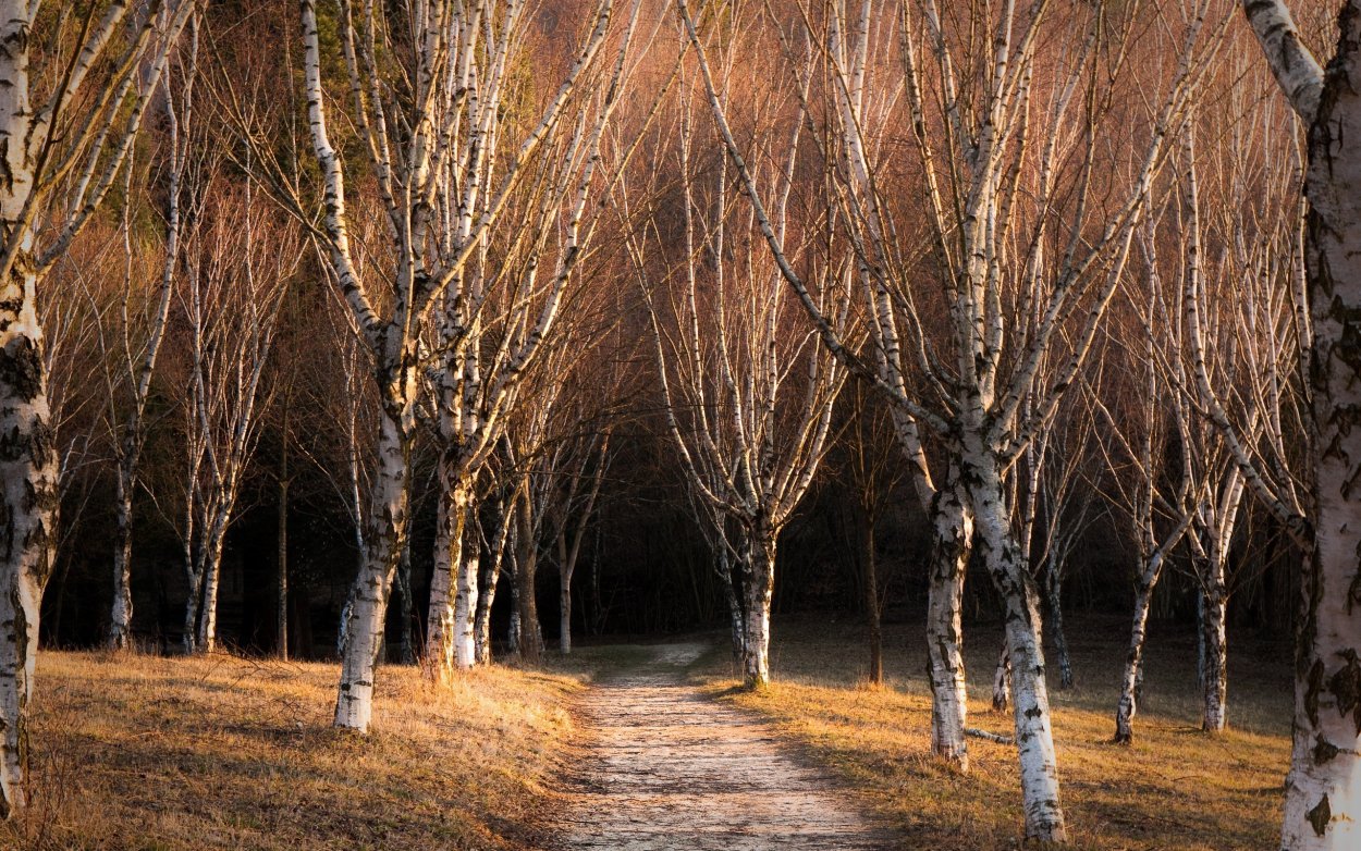 Голое дерево