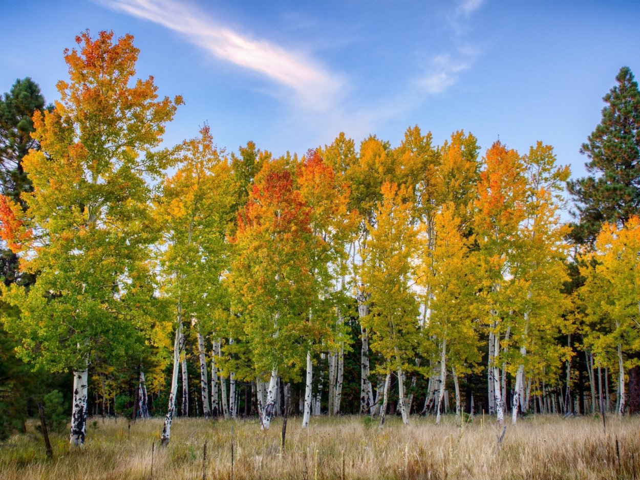 Ранняя осень Берёзовая роща