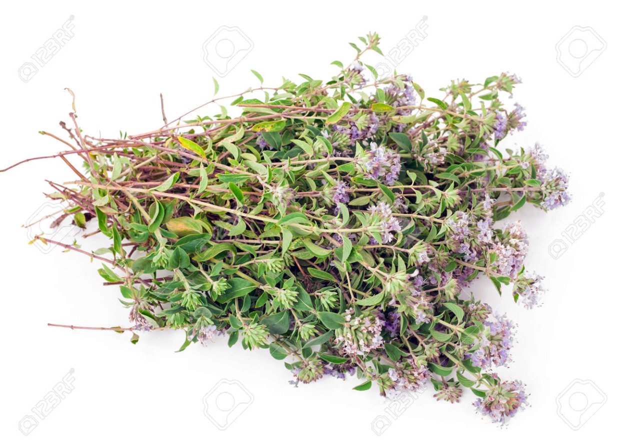 Чабер тимьян разница