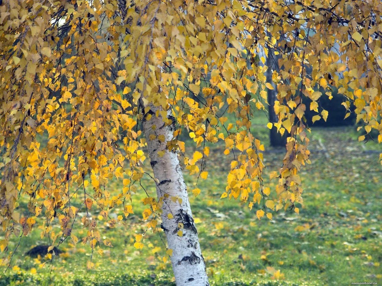 Осенняя Березка