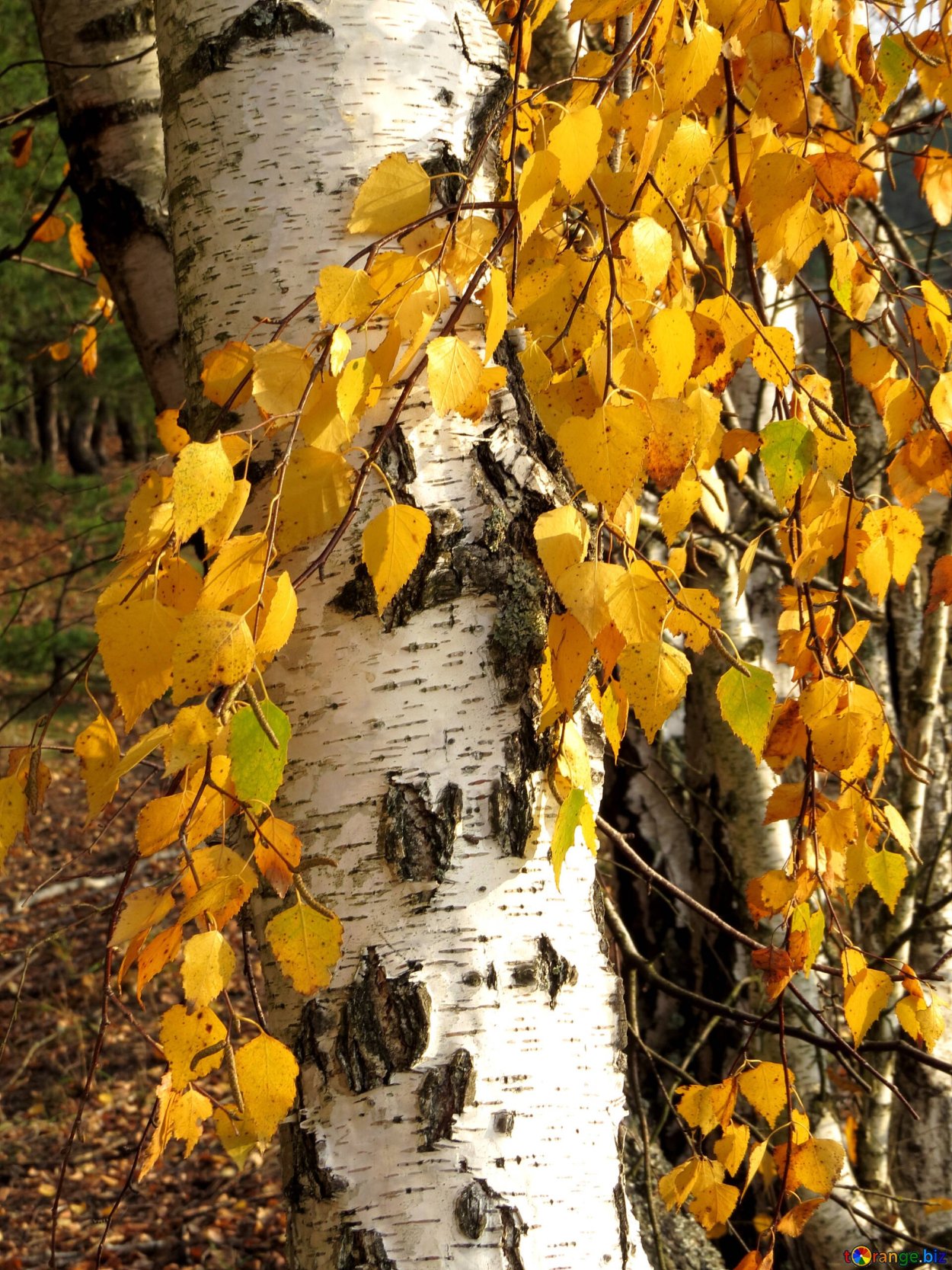 Осенняя Березка