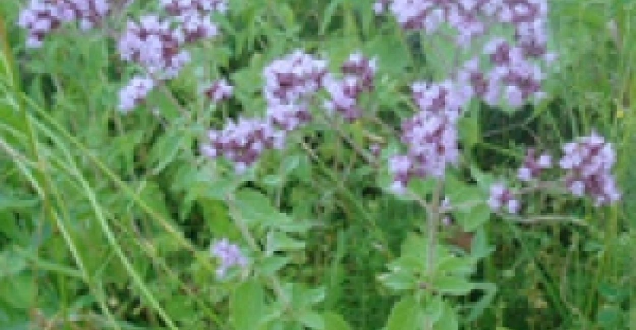 Душица обыкновенная и мята