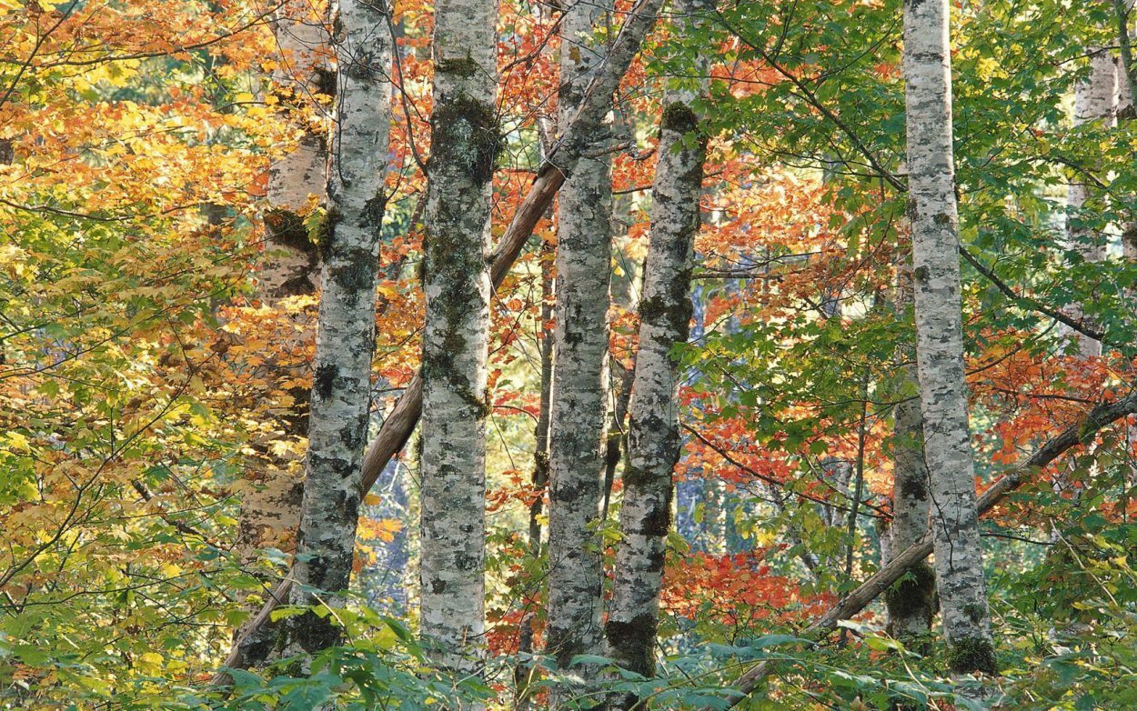 Ольховый лес осенью