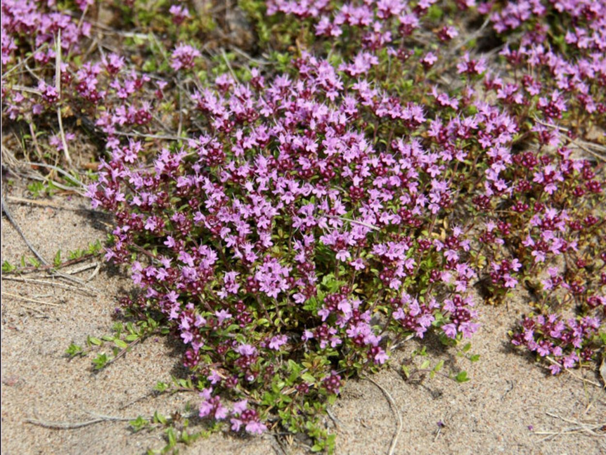 Тимьян (чабрец) ползучий (Thymus serpyllum) Альбус