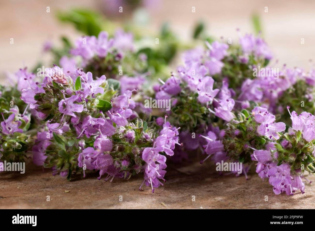 Чебрик растение