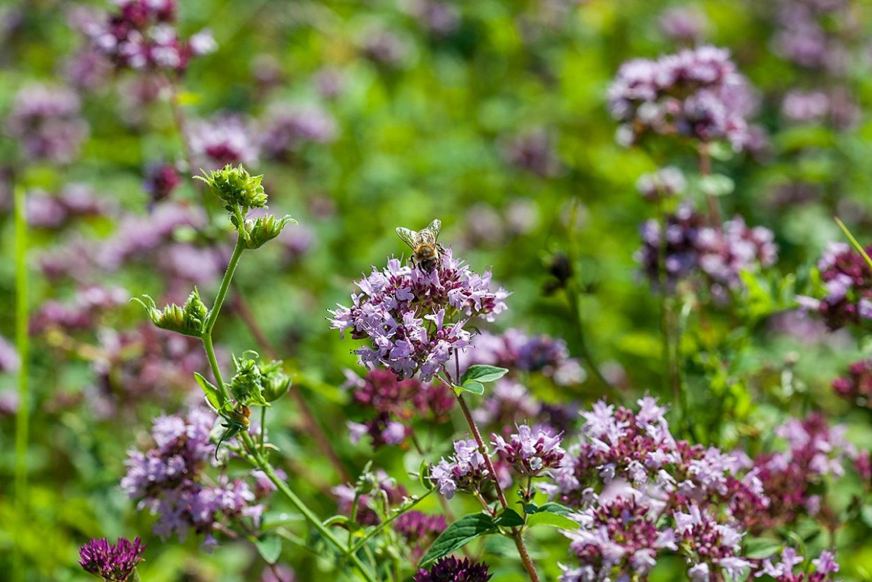 Душица Крымская