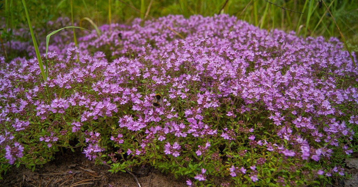 Тимьян ползучий чабрец Богородская трава