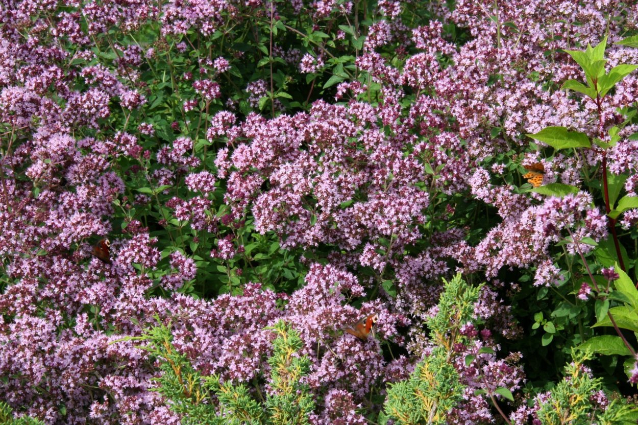 Душица Diabolo