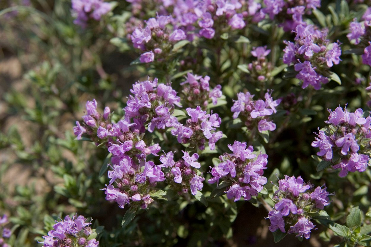 Тимьян ползучий (Thymus serpyllum 'Magic Carpet')