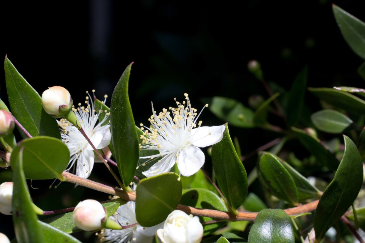 Мирт обыкновенный (Myrtus communis