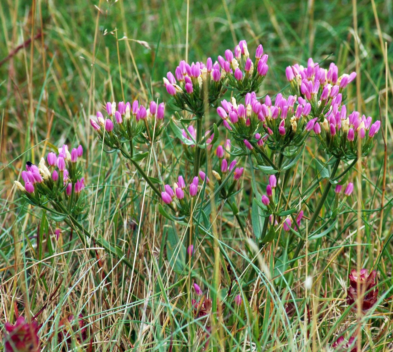 Тирлич трава