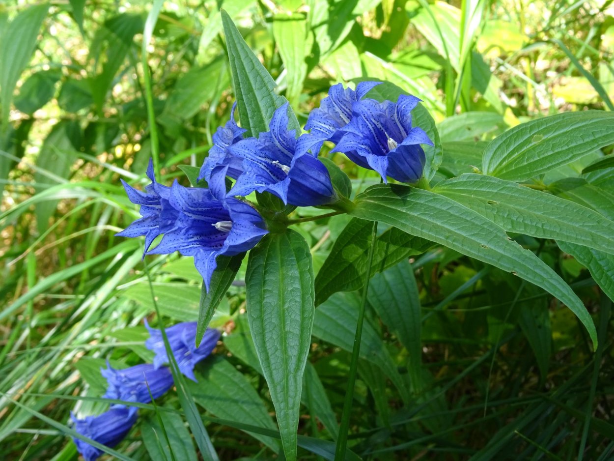 Горечавка крупнолистная