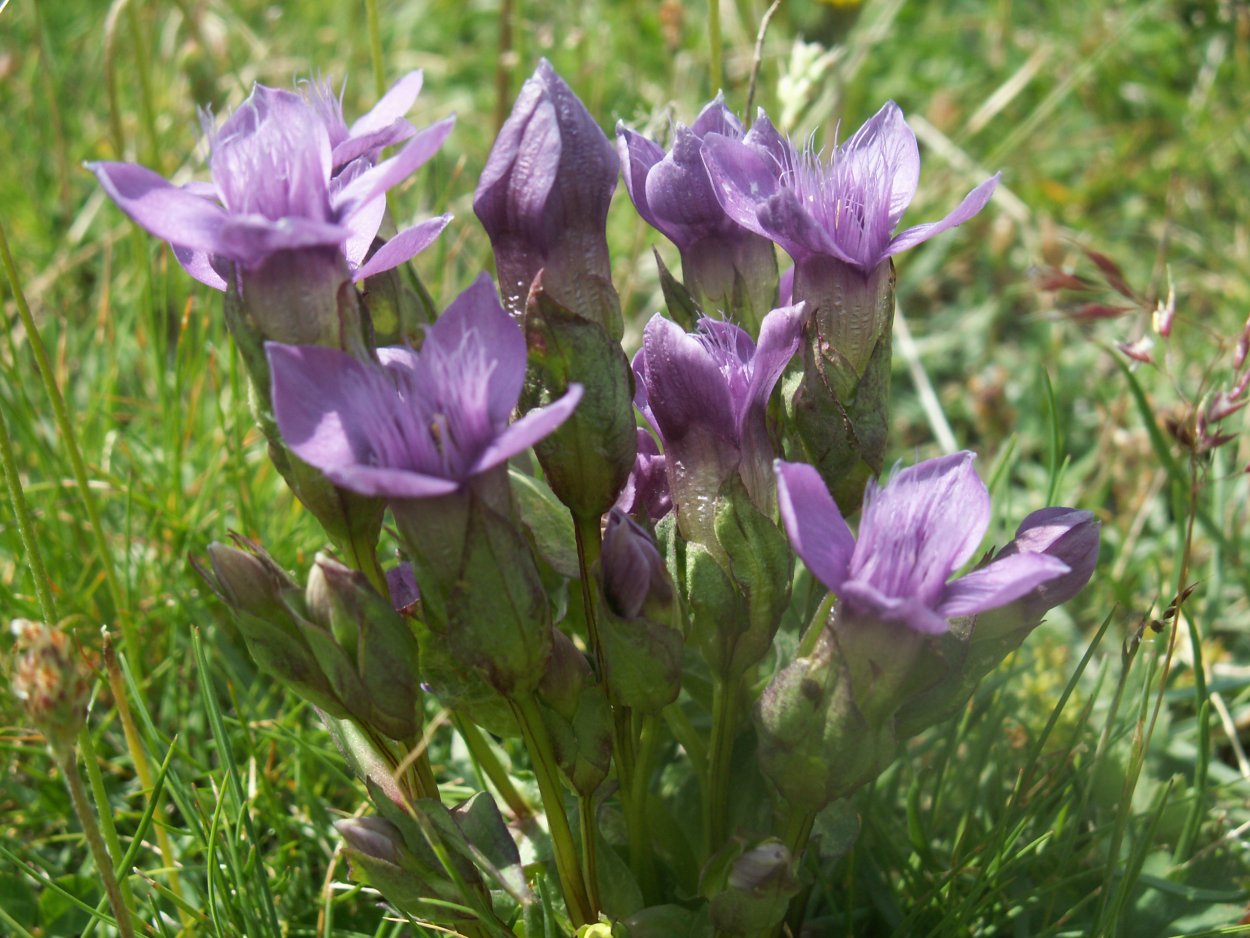Gentiana Campestris