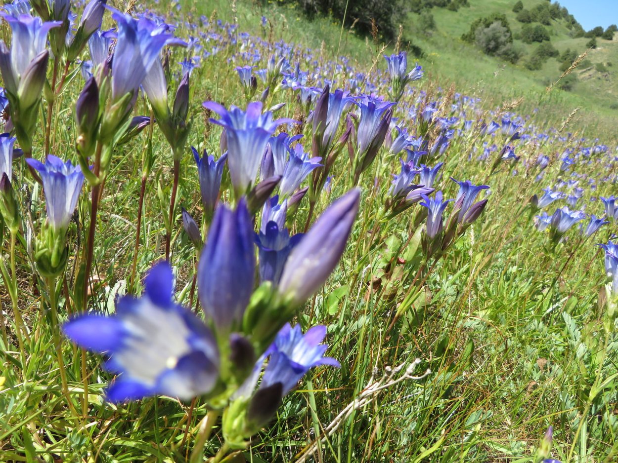 Горечавка легочная (Gentiana pneumonanthe l.)