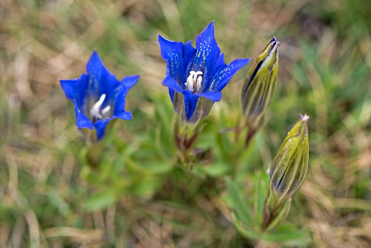 Gentiana pneumonanthe