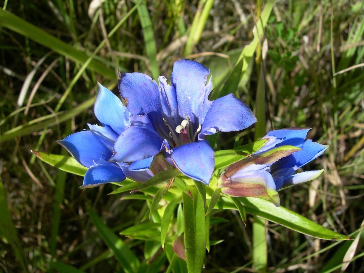 Горечавка крупнолистная